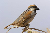 Socotra sparrow {Passer insularis} male on branch, Socotra Island, Yemen