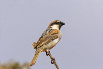 Socotra sparrow {Passer insularis} male on twig, Socotra Island, Yemen