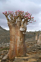 Socotran desert rose {Adenium obesum sokotranum} flowering, Dieksum, Socotra Island, Yemen