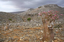 Socotran desert rose {Adenium obesum sokotranum} flowering in desert, Dieksum, Socotra Island, Yemen