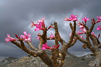 Socotran desert rose {Adenium obesum sokotranum} flowers, Dieksum, Socotra Island, Yemen