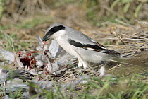 Southern grey shrike {Lanius excubitor aucheri} feeding on Collared dove remains (leftover of Sparrowhawk prey) Sohar, Oman