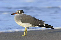 White eyed gull {Ichthyaetus leucophthalmus} on beach, Hodeidah, Yemen