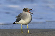 White eyed gull {Ichthyaetus leucophthalmus} calling on beach, Hodeidah, Yemen