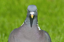 Wood pigeon {Columba palumbus} head from front, Holstebro, Denmark