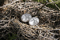 Two Wood pigeon {Columba palumbus} eggs in nest, Sayq Plateau, Oman