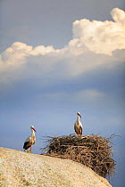 White storks {ciconia ciconia} next to nest, Los Barruecos NP, Malpartida de Caceres, Extremadura, Spain