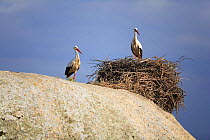 White storks {ciconia ciconia} next to nest, Los Barruecos NP, Malpartida de Caceres, Extremadura, Spain