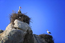White storks {ciconia ciconia} in nests on rocks, Los Barruecos NP, Malpartida de Caceres, Extremadura, Spain