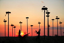 Silhouette of White storks {ciconia ciconia} nesting on purpose-built poles, Malpartida de Caceres, Extremadura, Spain. Note - relocated after construction of hotel