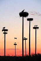 Silhouette of White storks {ciconia ciconia} nesting on purpose-built poles, Malpartida de Caceres, Extremadura, Spain Note - relocated after construction of hotel