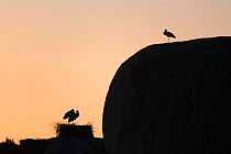 Silhouette of White storks {ciconia ciconia} nesting on rocks, Malpartida de Caceres, Extremadura, Spain