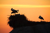 Silhouette of White storks {ciconia ciconia} nesting on rocks, Malpartida de Caceres, Extremadura, Spain
