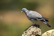 Wood pigeon {Columba palumbus} perching on rock, Moralet, Alicante, Spain