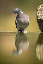 Wood pigeon {Columba palumbus} perching on edge of bird bath, Moralet, Alicante, Spain