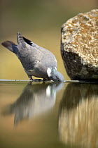 Wood pigeon {Columba palumbus} drinking from bird bath, Moralet, Alicante, Spain