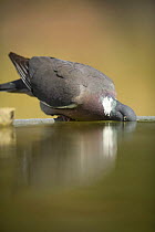 Wood pigeon {Columba palumbus} drinking at bird bath, Moralet, Alicante, Spain