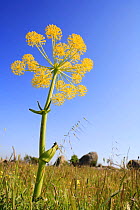 Giant Fennel flower {Ferula communis} Los Barruecos NP, Malapartida de Caceres, Extremadura, Spain