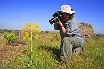 Photographer taking picture of Giant Fennel {Ferula communis} Los Barruecos NP, Malapartida de Caceres, Extremadura, Spain
