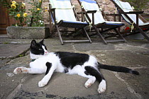 Domestic cat {Felis catus} laying on patio, Picos de Europa, Asturias, Spain