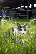 Domestic cat {Felis catus} looking through wire fence, Picos de Europa, Asturias, Spain