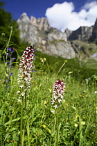 Burnt tip orchid {Neotinea ustulata} flowering in grassland meadow, Picos de Europa, Asturias, Spain