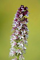 Burnt tip orchid {Neotinea ustulata} in flower, Picos de Europa, Asturias, Spain