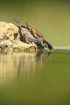 Common sparrow {Passer domesticus} male reaching down to drink, Moralet, Alicante, Spain
