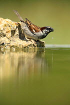 Common sparrow {Passer domesticus} male drinking, Moralet, Alicante, Spain