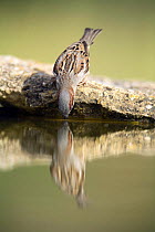 Common sparrow {Passer domesticus} male at waters edge reaching down to drink, Moralet, Alicante, Spain