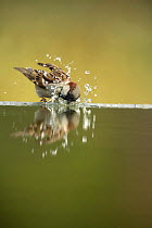 Common sparrow {Passer domesticus} male bathing at edge of bird bath, Moralet, Alicante, Spain