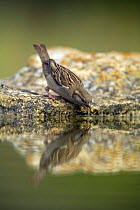 Common sparrow {Passer domesticus} drinking at waters edge, Moralet, Alicante, Spain