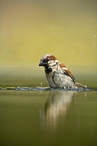 Common sparrow {Passer domesticus} male bathing in water, Moralet, Alicante, Spain