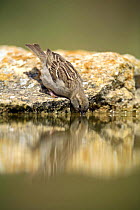 Common sparrow {Passer domesticus} female drinking at waters edge, Moralet, Alicante, Spain