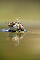 Common sparrow {Passer domesticus} bathing in water, Moralet, Alicante, Spain