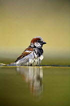 Common sparrow {Passer domesticus} male in water, wet after bathing, Moralet, Alicante, Spain