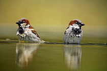 Common sparrows {Passer domesticus} males standing in water, Moralet, Alicante, Spain