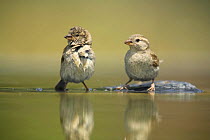 Two female Common sparrows {Passer domesticus} standing in water, Moralet, Alicante, Spain