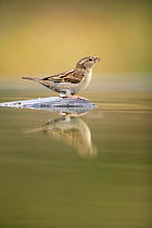 Common sparrow {Passer domesticus} female perching on stone in bird bath, Moralet, Alicante, Spain