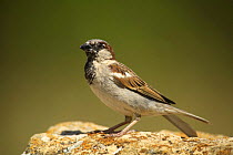 Male Common sparrow {Passer domesticus} Moralet, Alicante, Spain