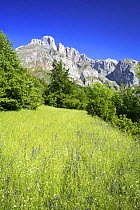 Meadow in mountain landscape, Picos de Europa, Asturias, Spain