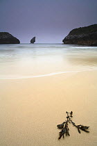 Washed-up seaweed on beach, Buelna beach, El Picon, Llanes, Asturias, Spain