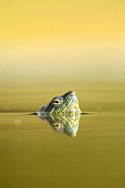 Florida box turtle {Terrapene carolina} swimming with head just out of water, Alicante. España.