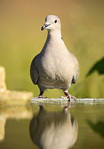 Collared dove {Streptopelia decaocto} portrait perching at bird bath, Moralet, Alicante, Spain