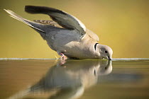 Collared dove {Streptopelia decaocto} drinking from bird bath, Moralet, Alicante, Spain