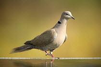 Collared dove {Streptopelia decaocto} perching at edge of bird bath, Moralet, Alicante, Spain