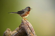 Male Dartford warbler {Sylvia undata} Moralet, Alicante, Spain