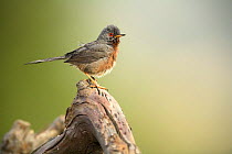 Male Dartford warbler {Sylvia undata} Moralet, Alicante, Spain