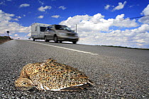 Female Little bustard {Tetrax tetrax} dead on side of road, killed by car, La Serena, Badajoz, Extremadura, Spain