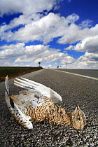 Female Little bustard {Tetrax tetrax} dead on side of road, killed by car, La Serena, Badajoz, Extremadura, Spain
